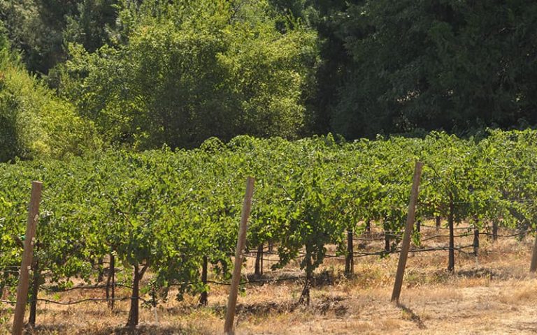 starfield vineyards